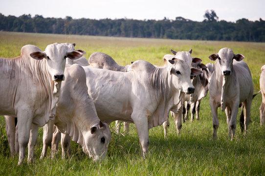 Três cabeças de gado são furtadas em propriedade no distrito de Nova Santa Helena