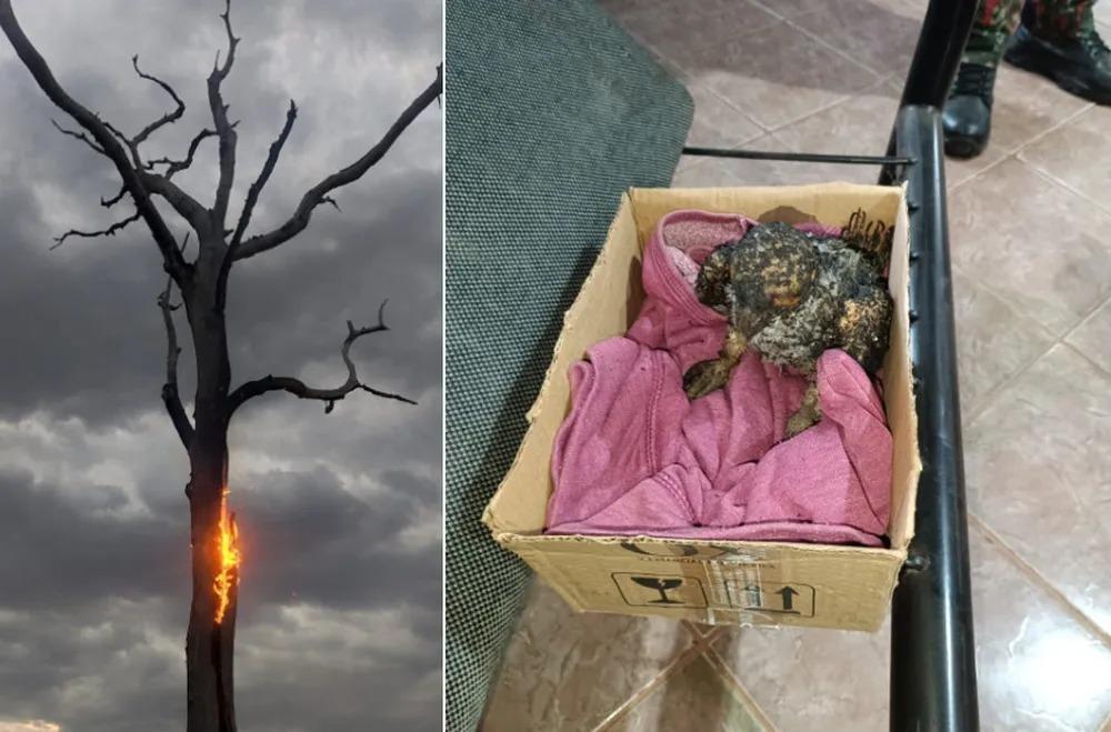 Papagaio morre queimado após árvore que estava ser atingida por raio