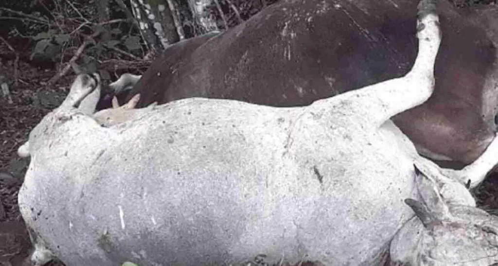 Vacas são encontradas sem língua, olhos e sangue