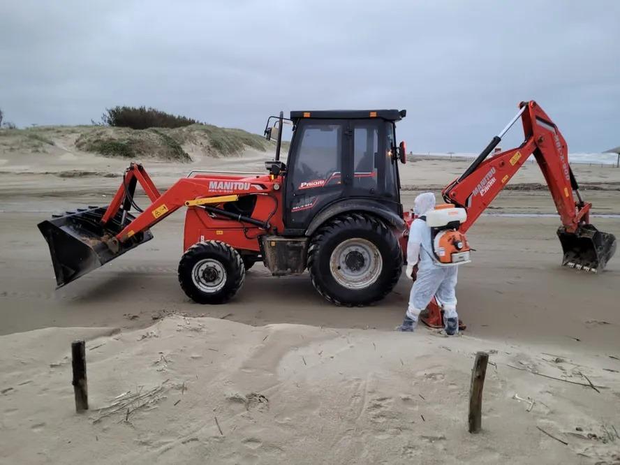 Gripe aviária mata lobos e leões-marinhos em praias do Sul