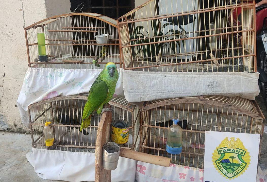 Polícia Ambiental apreende aves silvestres em cativeiro, em Iporã e Altônia