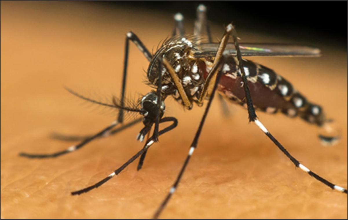 Profissionais de saúde alertam para ressurgimento do tipo 3 da dengue