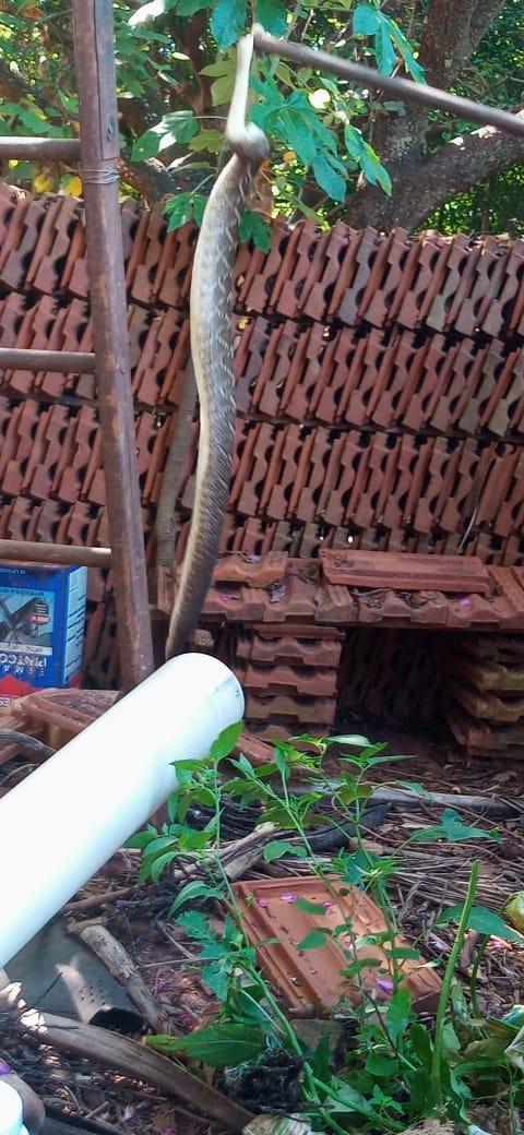 Cobra Cascavel é encontrada perto de residência, em Iporã
