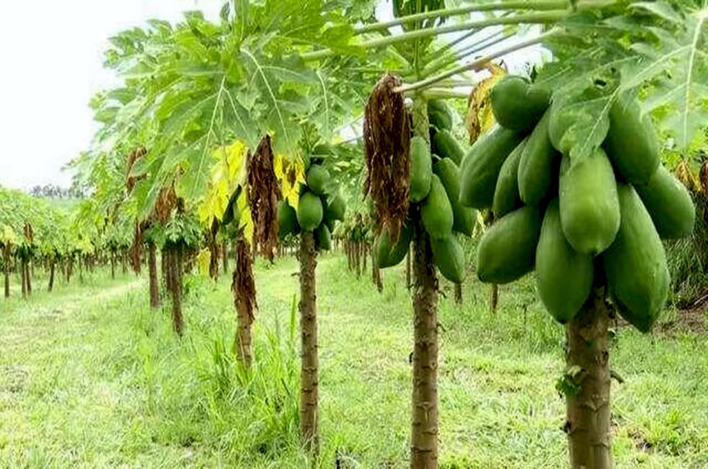 Revolução do Mamão: Produtores do Noroeste Paranaense Transformam Realidade Agrícola.