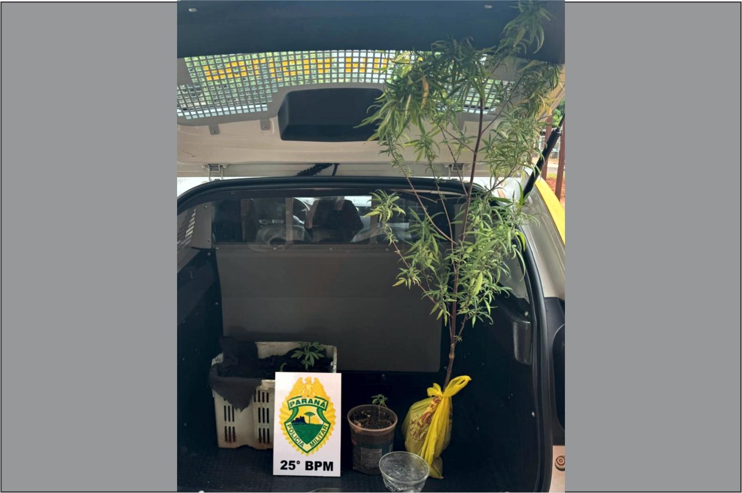 Jovem é preso por cultivo e comércio de maconha em Francisco Alves