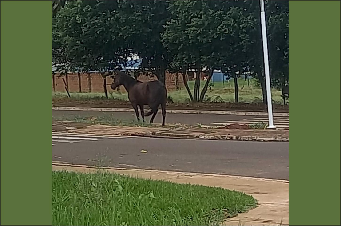 Cavalos soltos perambulam pela cidade de Cafezal do Sul e preocupam moradores