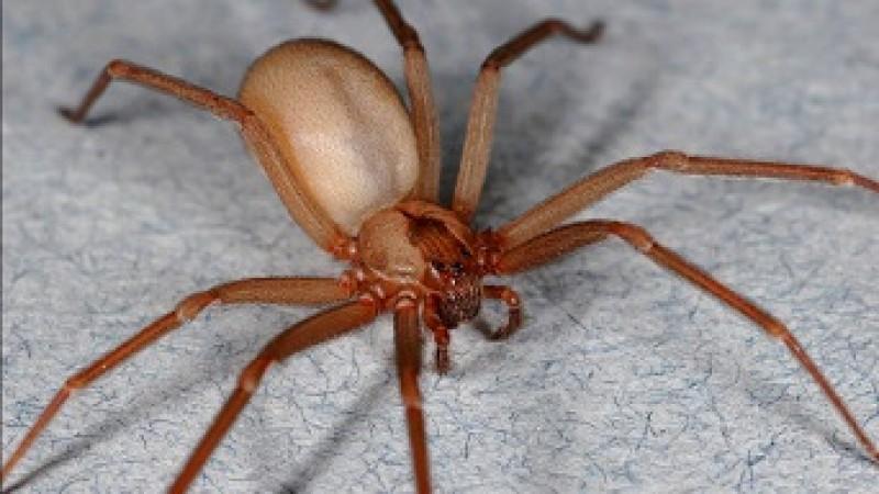 Morador de Moreira Sales morre após picada de aranha marrom durante pesca no Rio Piquiri