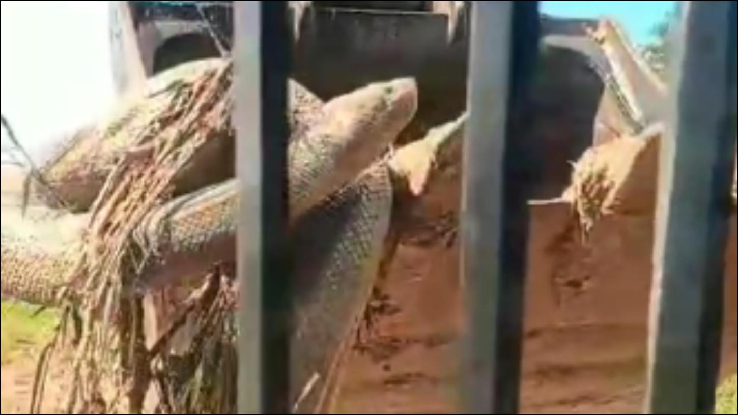 Encontro Inusitado: Trabalhador descobre Cobra Gigante próximo ao Rio Piquiri e a devolve à natureza