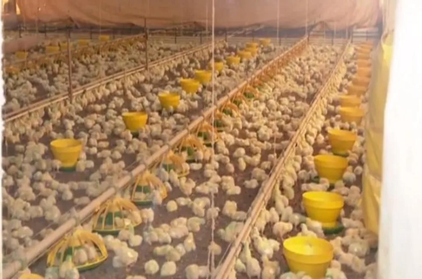 Paraná ganha novos mercados para exportação de frango na China