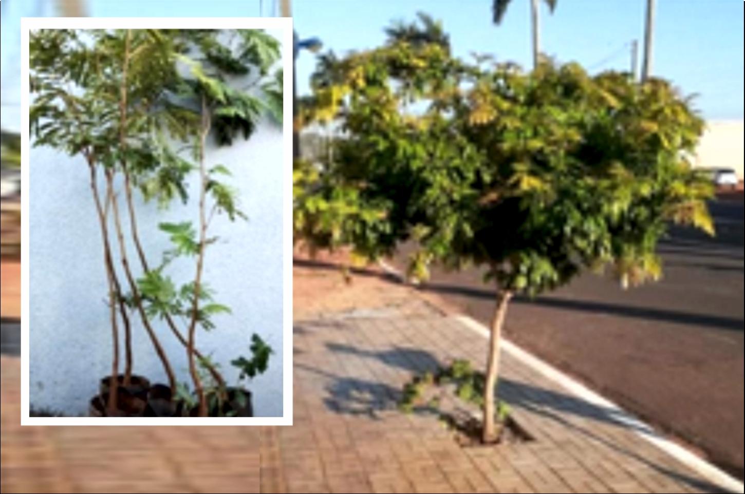 Prefeitura de Altônia incentiva arborização urbana com distribuição gratuita de mudas de árvores