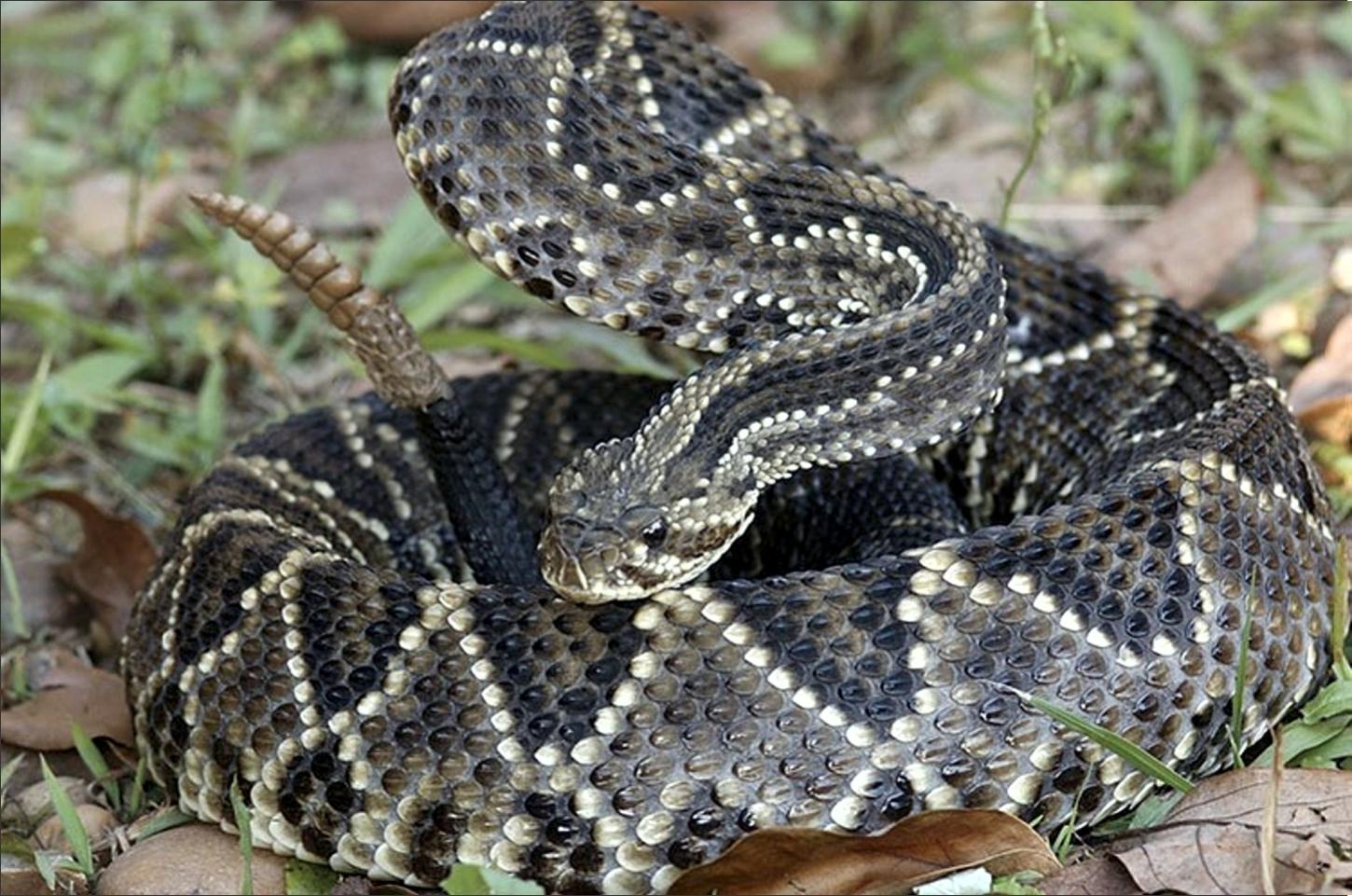 Cobra cascavel é capturada no quintal de residência em Iporã