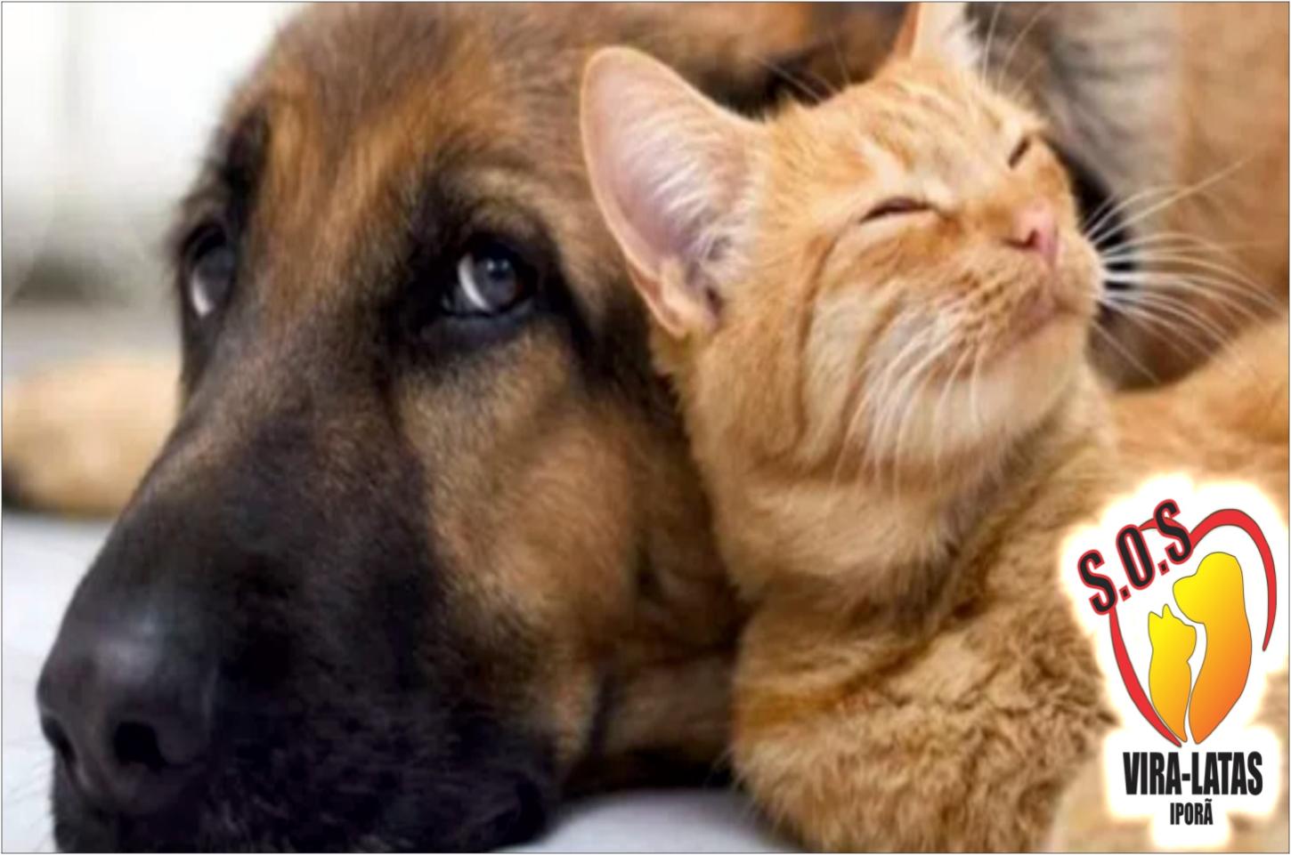 Manifestação contra envenenamento de animais acontece neste Sábado em Iporã
