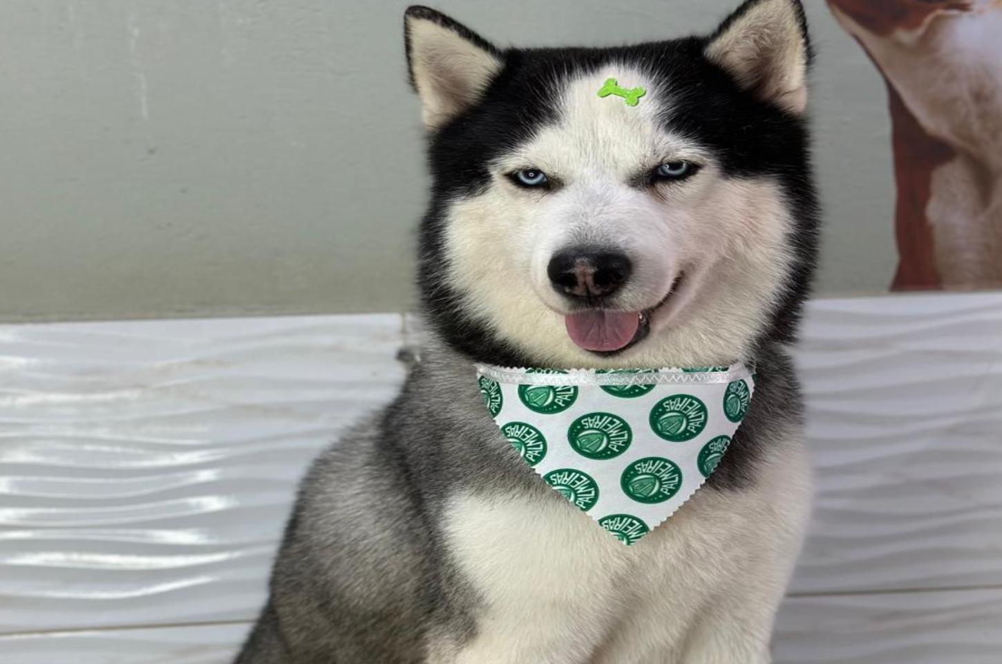 A Comovente Luta de Logan: Um Alerta para Todos os Cuidadores de Animais