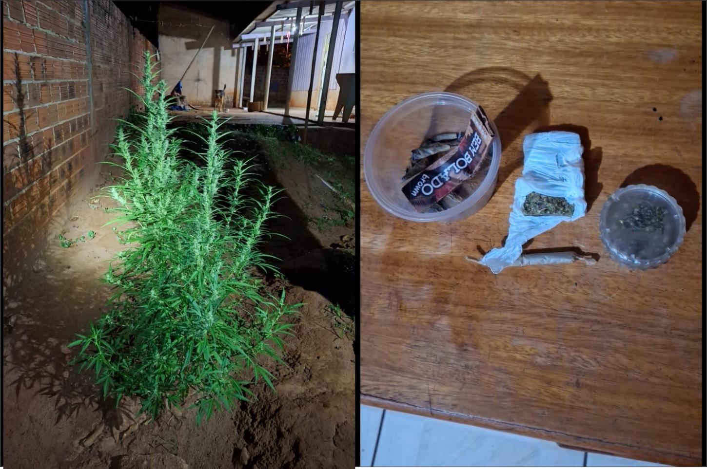 Jovem é preso com pé de maconha e entorpecentes no distrito de Oroite, em Iporã