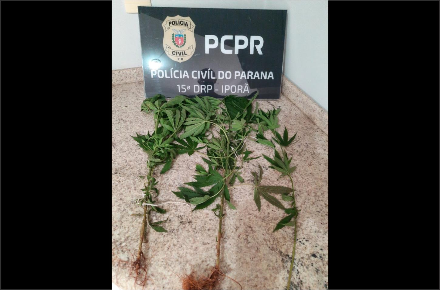 Polícia Civil prende mulher e apreende pés de maconha em operação em Rio Bonito