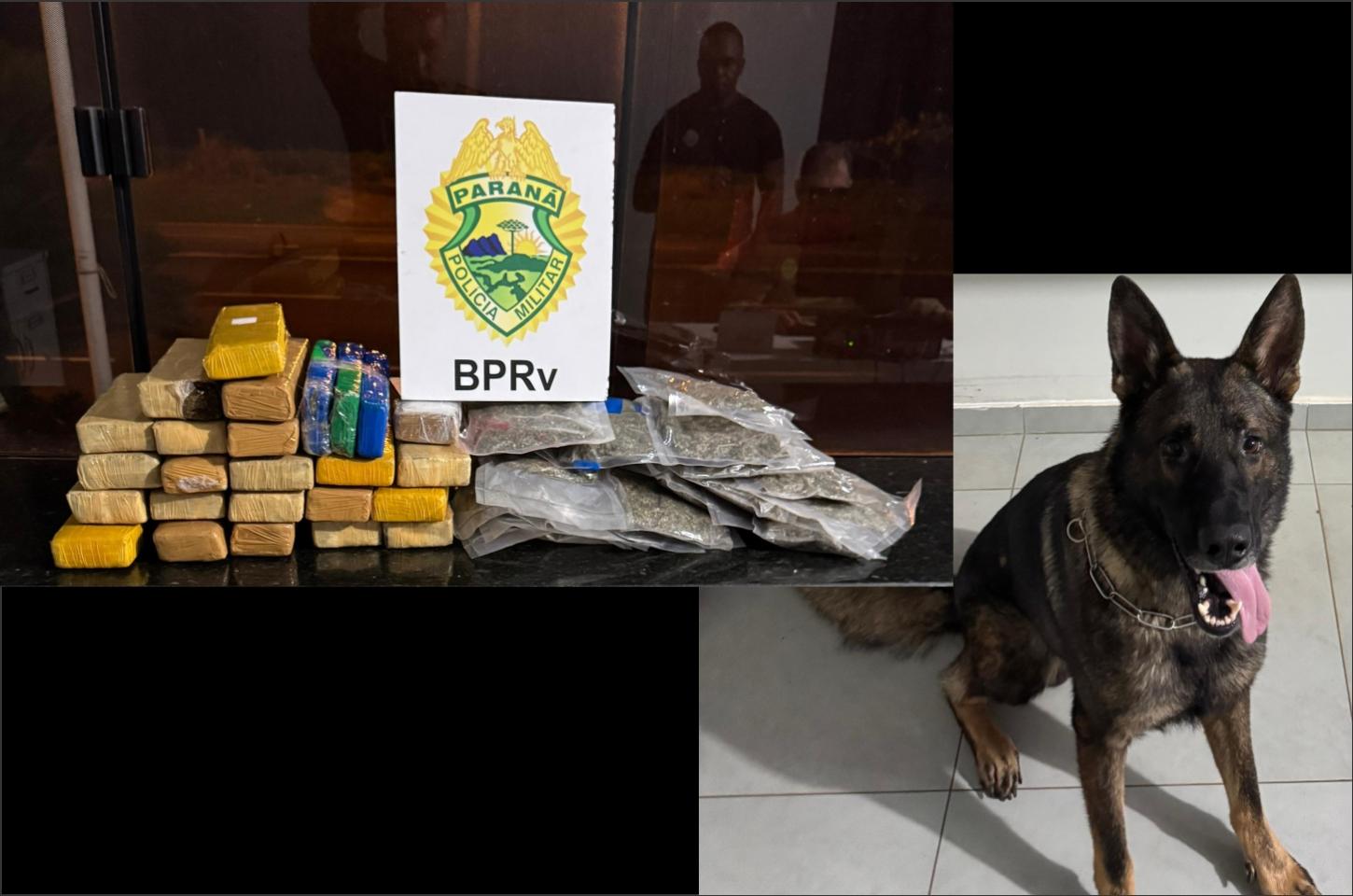 Cão farejador Colt localiza drogas em bagageiro de ônibus na PR-323 em Iporã