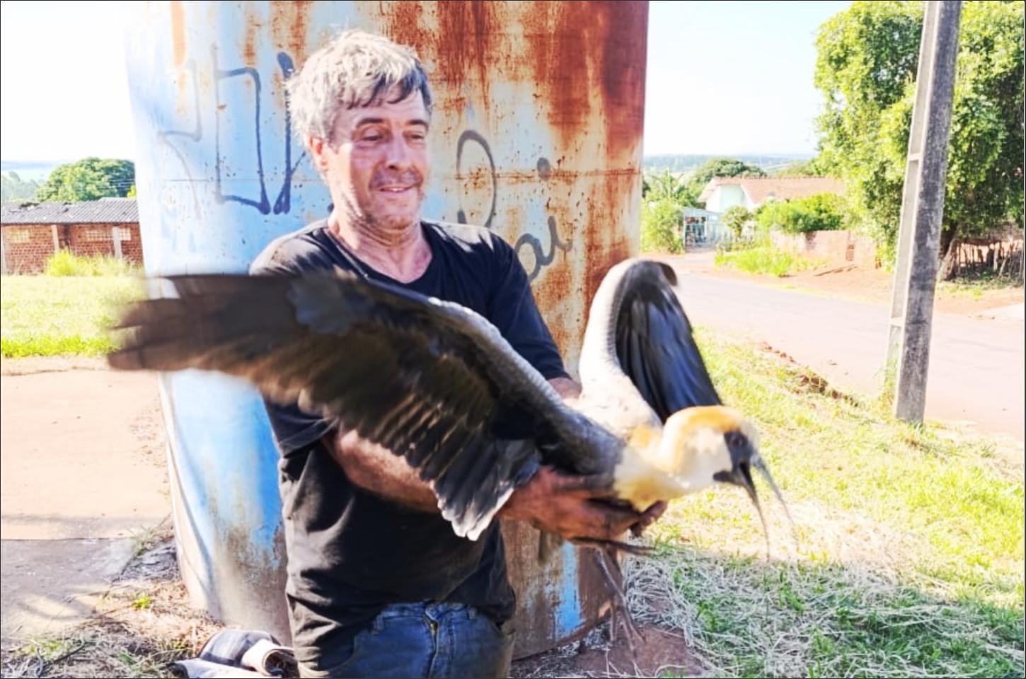 Curicaca Presa em Torre é Salva em Iporã com União e Solidariedade