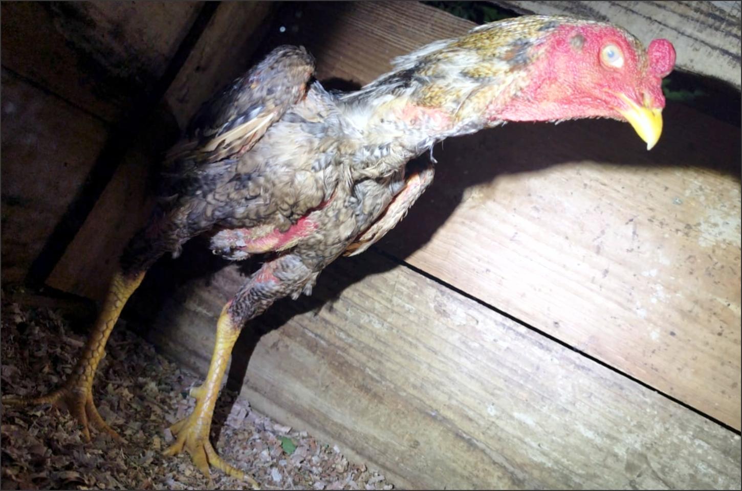 Polícia desarticula rinha de galos e apreende suspeitos por maus-tratos a animais em Iporã