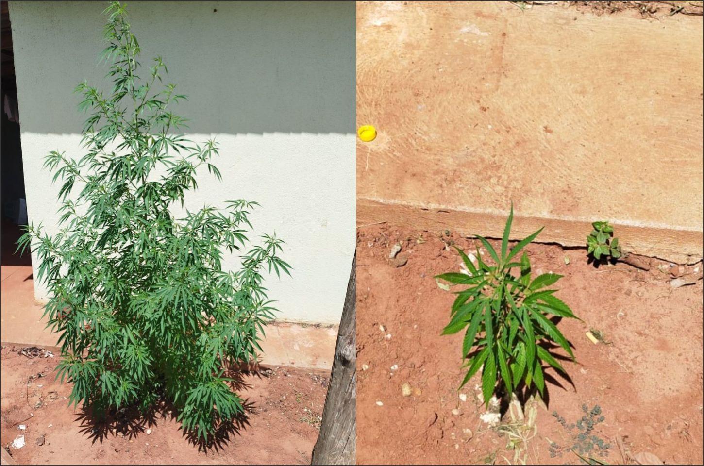 Polícia Militar apreende pés de maconha em residência no distrito de Jangada em Cafezal do Sul