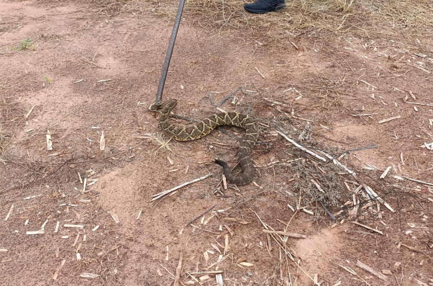 Defesa Civil de Iporã captura cobra cascavel em residência