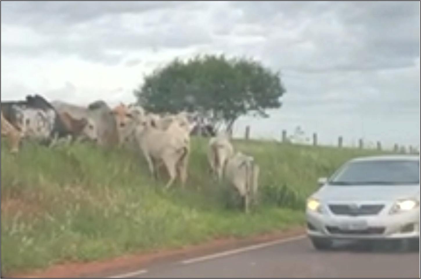 Gado solto na Rodovia Estadual PR-490 um perigo persistente entre Iporã e Altônia