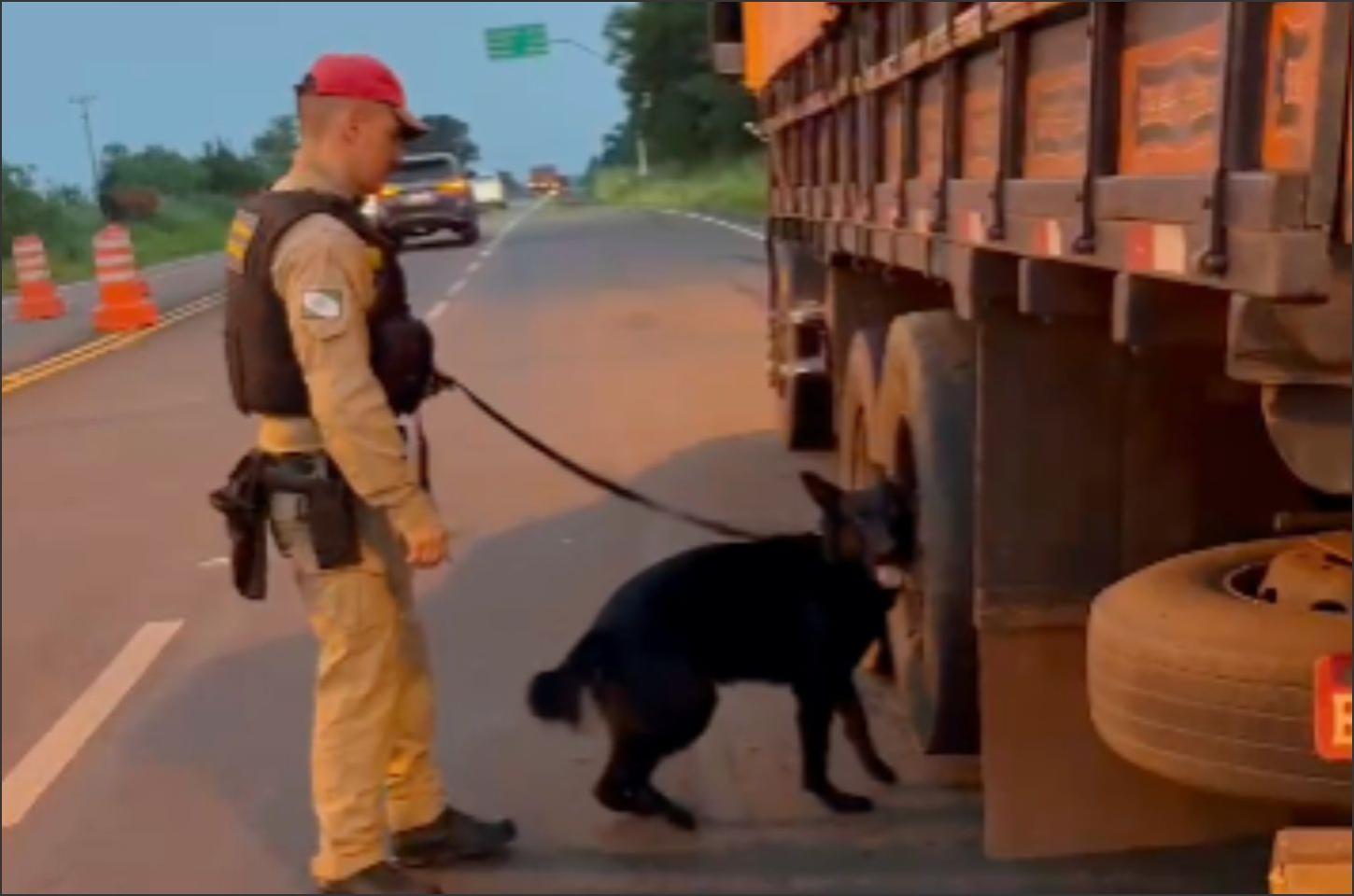 Cão farejador Black ajuda polícia a apreender 254 kg de maconha escondida em pneus de caminhão em Iporã