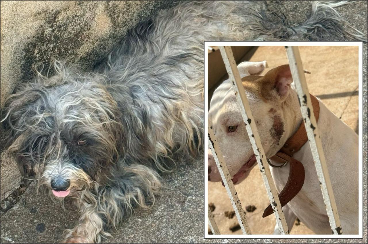 Polícia Civil de Iporã Prende Homem Por Maus-Tratos a Animais