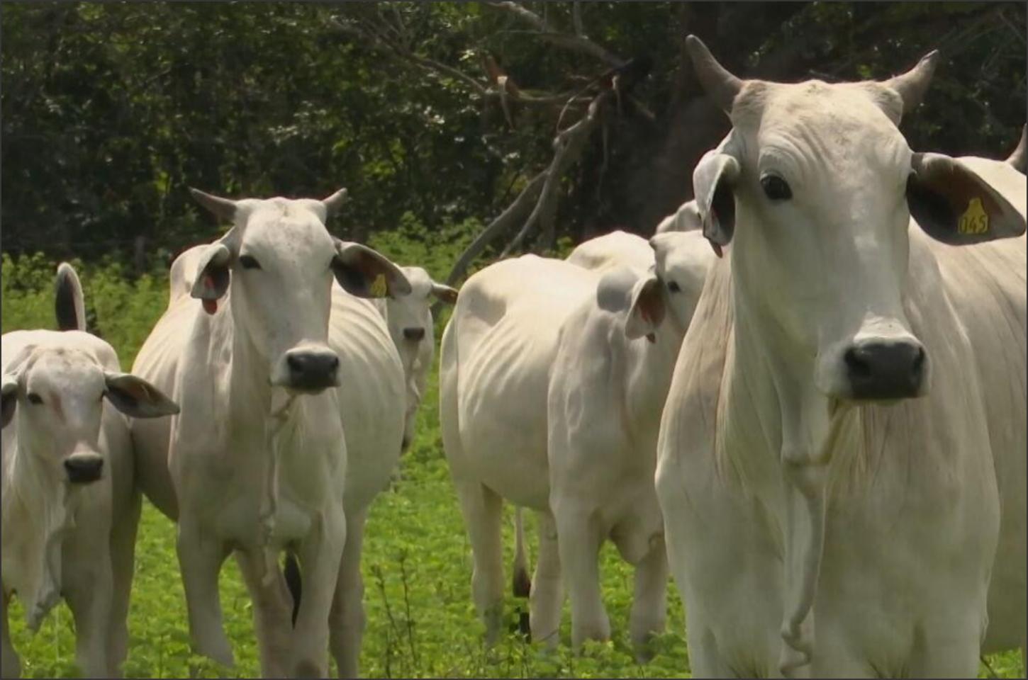 Golpe do intermediário em venda de gado termina em prejuízo de R$ 38 mil na zona rural de Perobal