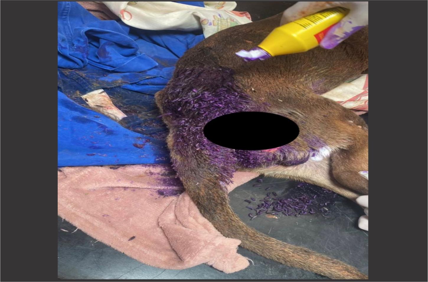 Mulher é encaminhada à delegacia após cão ser encontrado em estado crítico com sinais de maus-tratos em Altônia