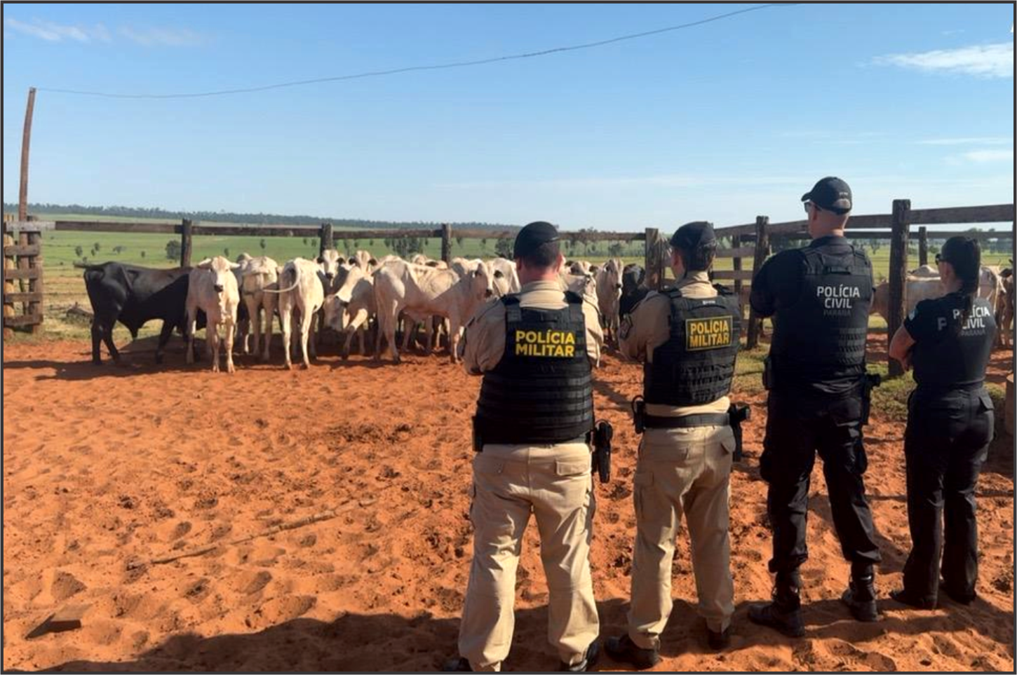 Ação conjunta entre Polícia Civil, Polícia Militar e Força Nacional recuperam 21 cabeças de gado furtado em Icaraíma