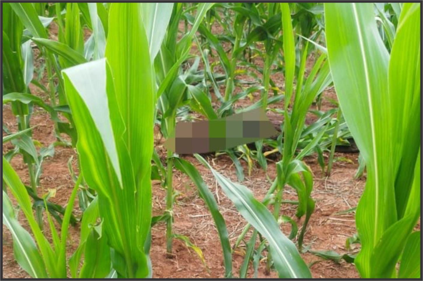 Corpo de mulher desaparecida é encontrado em área rural de Altônia após dias de buscas