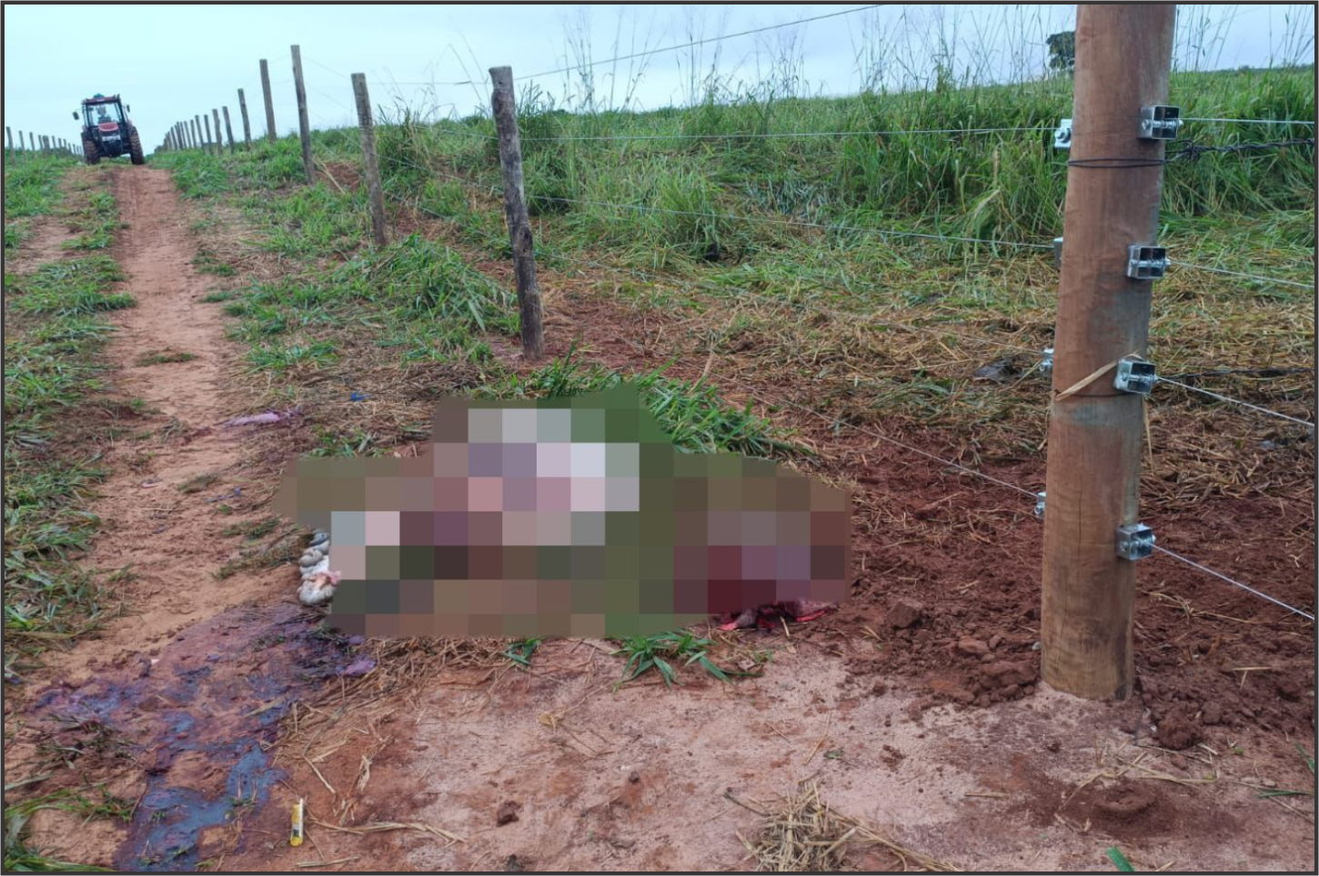 Boi é abatido e furtado quase por completo em propriedade rural de Maria Helena