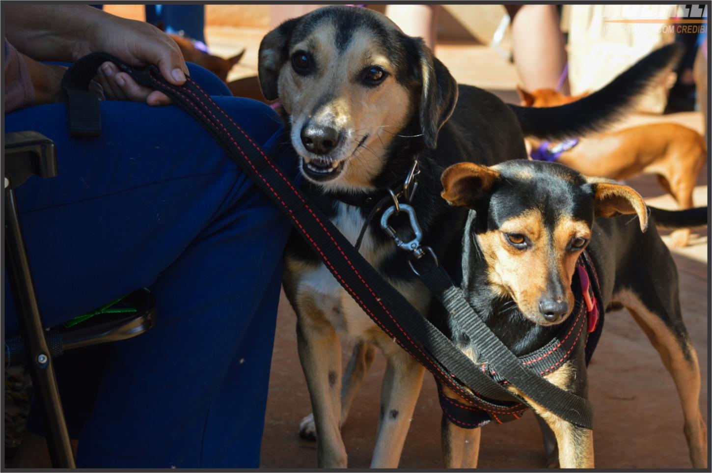 Projeto Castra Mais Paraná realiza 200 castrações gratuitas e reforça combate ao abandono animal em Iporã