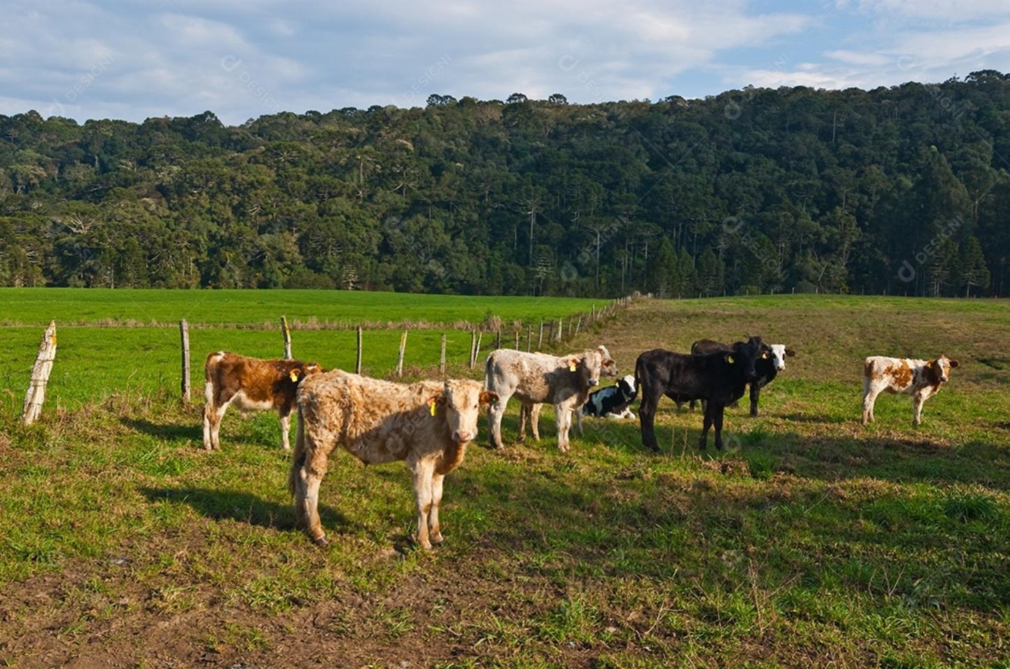 Três bezerras são furtadas de propriedade rural Polícia investiga abigeato