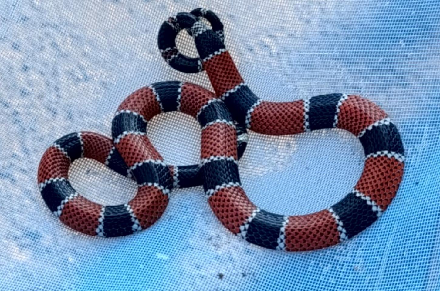 Moradora leva susto ao encontrar cobra-coral verdadeira dentro de residência