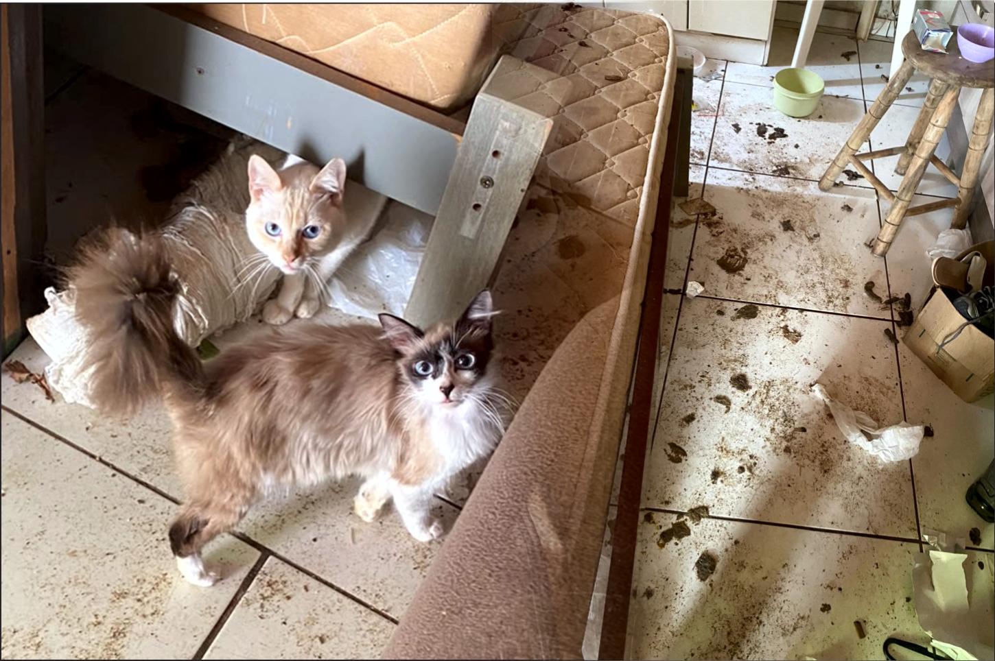 Moradora é encaminhada à delegacia após animais serem encontrados em condições precárias dentro de residência