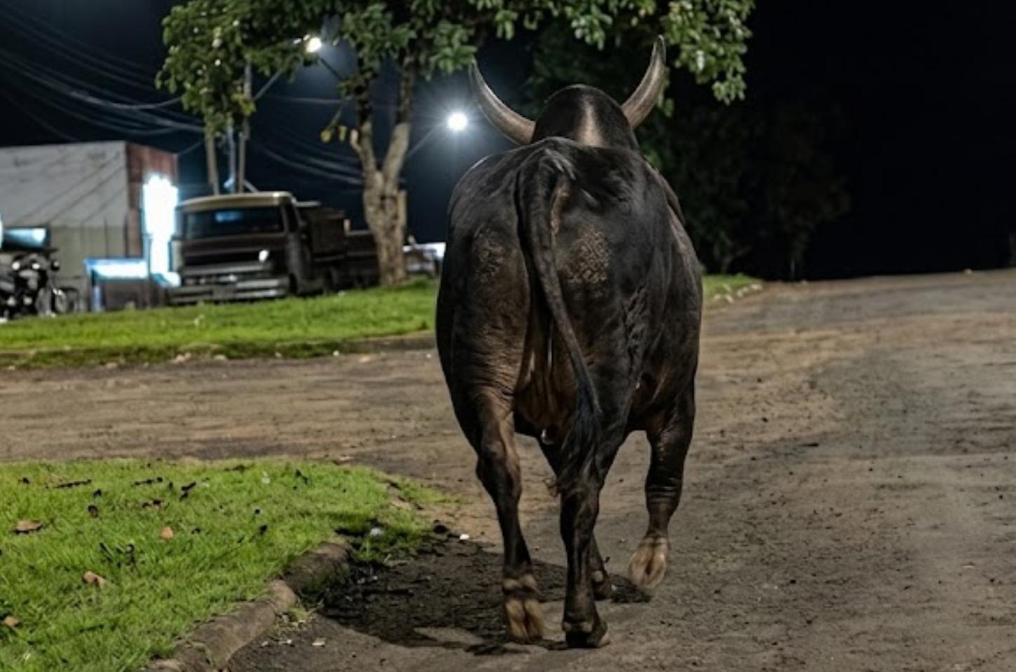 Touro escapa durante festa, invade ruas e mata idosa de 78 anos no Paraná