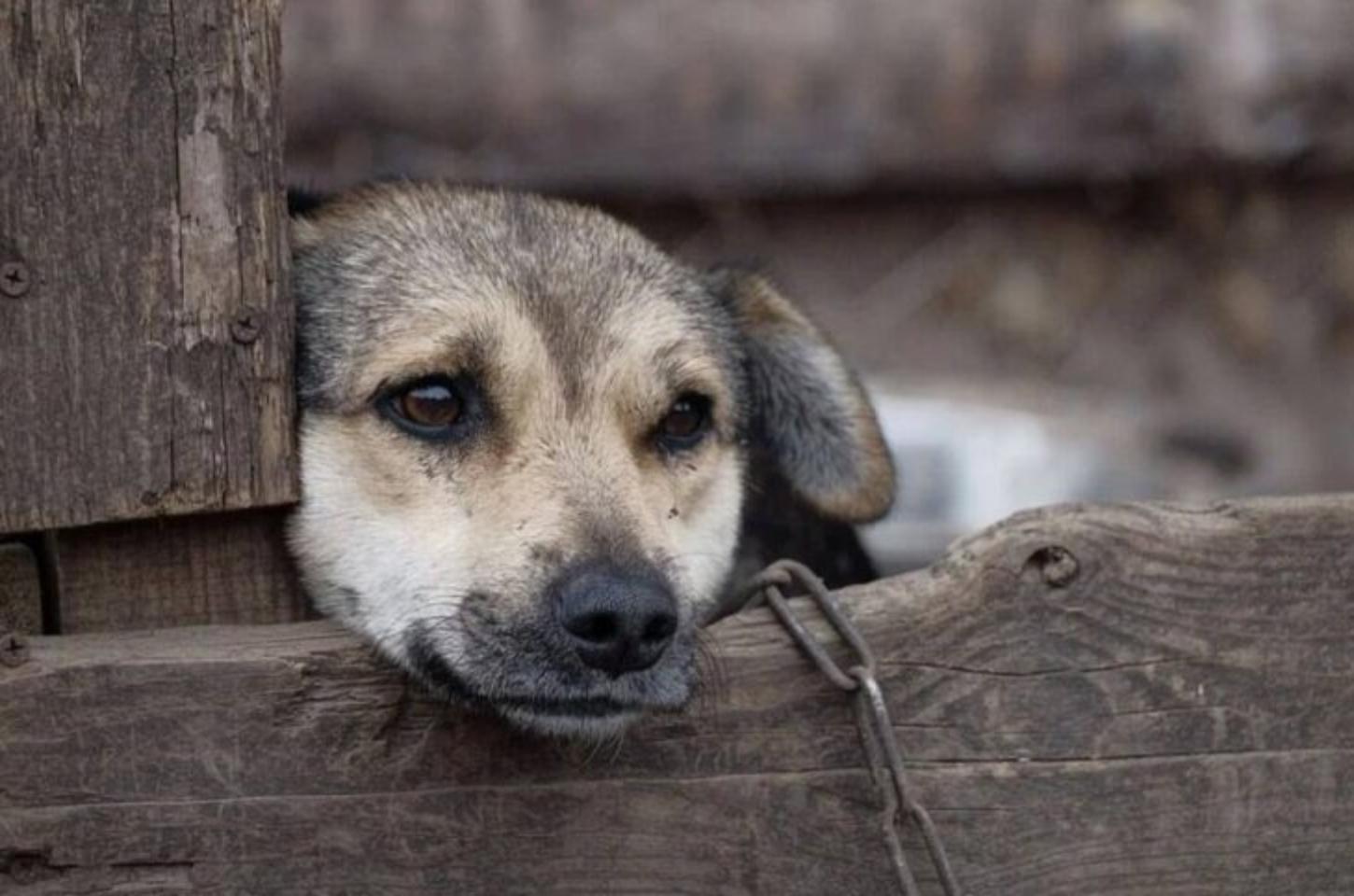 Cão fica ferido após ser atingido com pedaço de madeira; mulher é encaminhada à delegacia