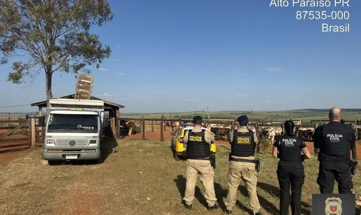 Ação conjunta entre Polícia Civil, Polícia Militar e Força Nacional recuperam 21 cabeças de gado furtado em Icaraíma