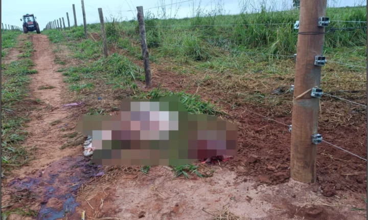 Boi é abatido e furtado quase por completo em propriedade rural de Maria Helena