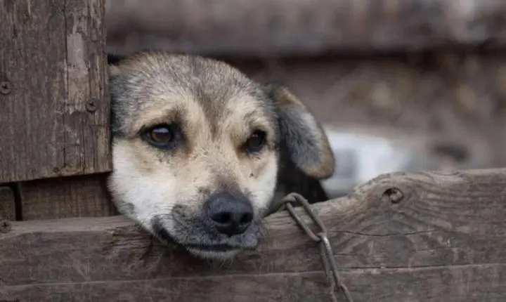 Cão fica ferido após ser atingido com pedaço de madeira; mulher é encaminhada à delegacia