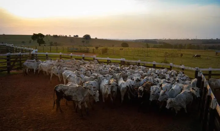 Carreata com 17 carretas marca a chegada de 517 bovinos e anima o setor econômico de Iporã