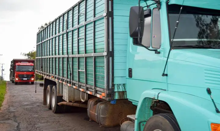 Carreata com 17 carretas marca a chegada de 517 bovinos e anima o setor econômico de Iporã