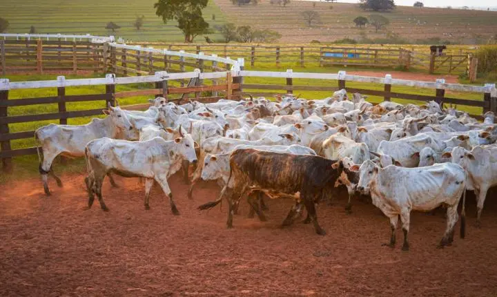 Carreata com 17 carretas marca a chegada de 517 bovinos e anima o setor econômico de Iporã