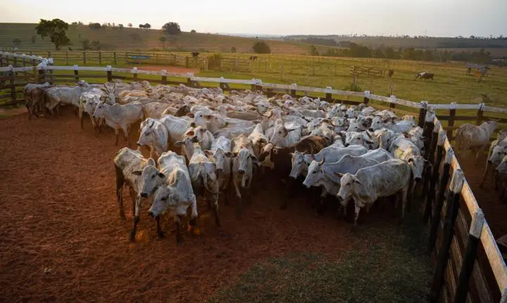 Carreata com 17 carretas marca a chegada de 517 bovinos e anima o setor econômico de Iporã