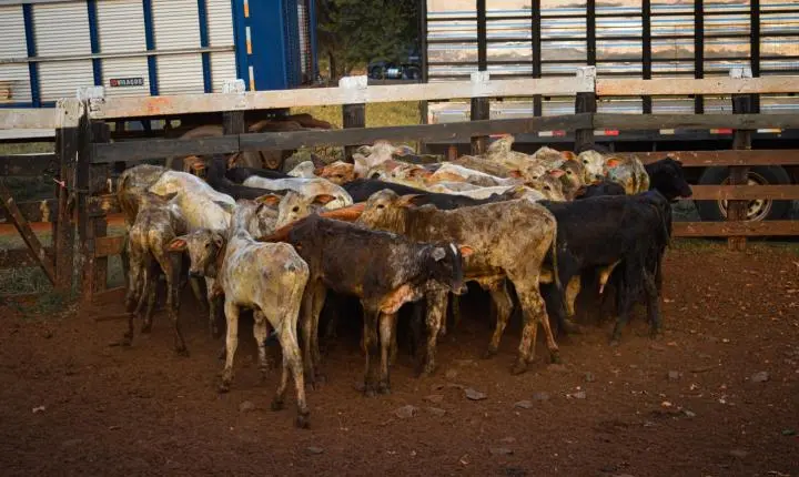 Carreata com 17 carretas marca a chegada de 517 bovinos e anima o setor econômico de Iporã