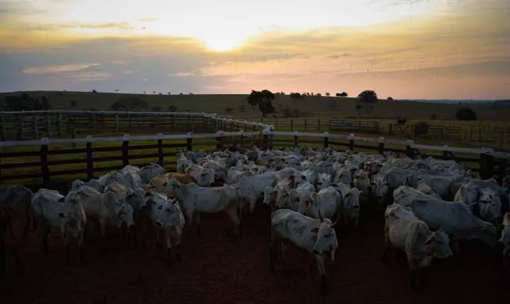 Carreata com 17 carretas marca a chegada de 517 bovinos e anima o setor econômico de Iporã