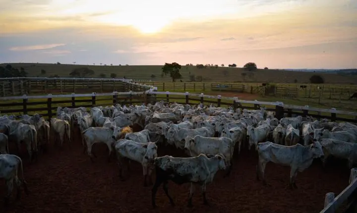 Carreata com 17 carretas marca a chegada de 517 bovinos e anima o setor econômico de Iporã