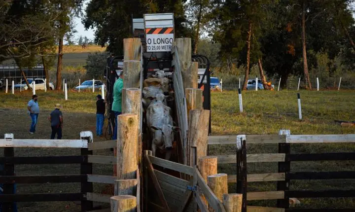 Carreata com 17 carretas marca a chegada de 517 bovinos e anima o setor econômico de Iporã