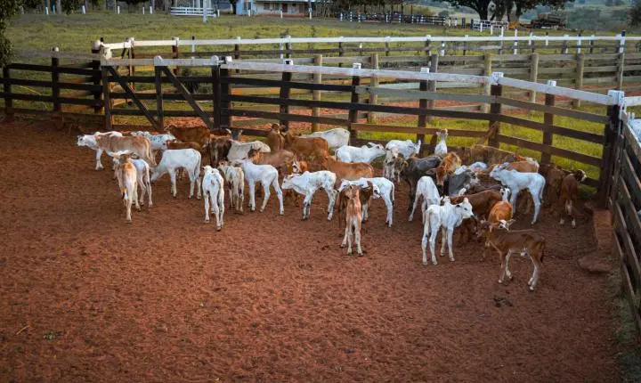 Carreata com 17 carretas marca a chegada de 517 bovinos e anima o setor econômico de Iporã